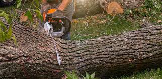 Best Tree Risk Assessment  in Ellsworth, WI