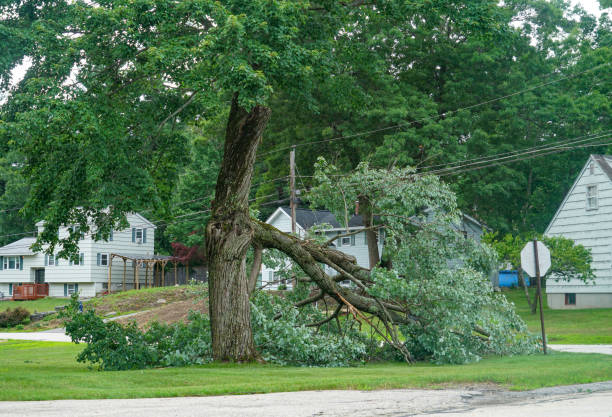 Professional Tree Removal in Ellsworth, WI